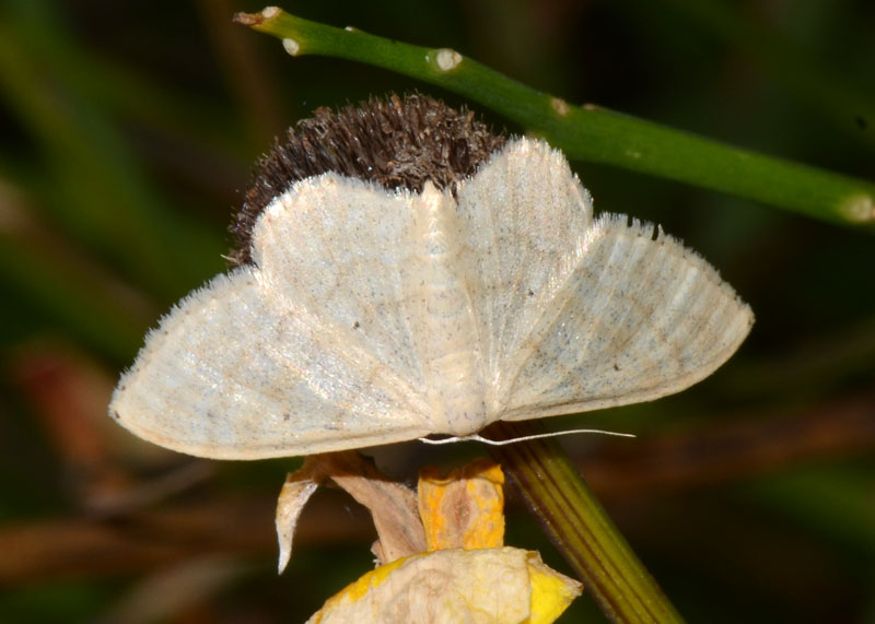 Geometridae da determinare